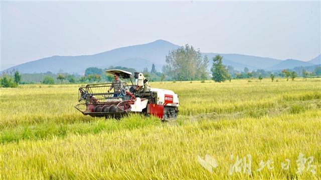 國寶橋米有機種植基地開鐮，開啟稻谷種植新篇章