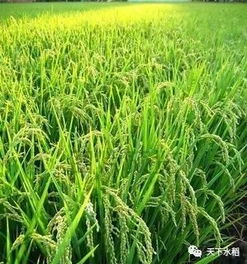 為什么水稻品種不能在同一個地區連續多年種植？